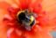As-tu le syndrome de l’abeille ?
